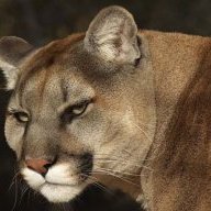 Lion Eyes
