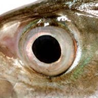 Mackerel Sam