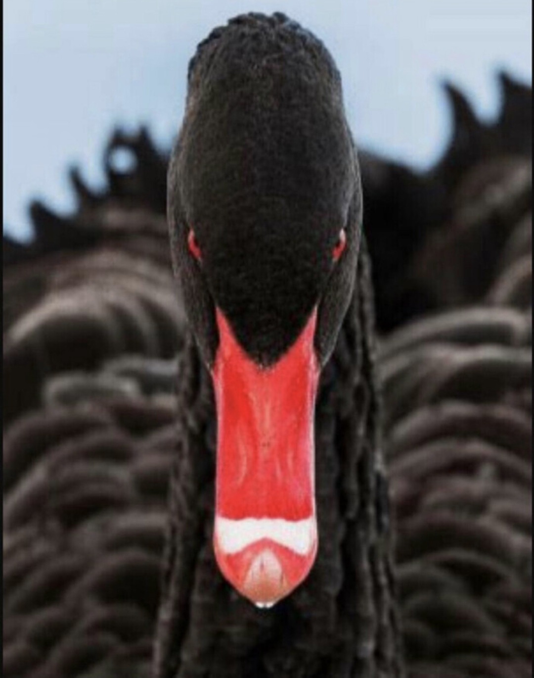 Screenshot_20260124_103506_Truth Social.jpg