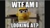 images (12).jpeg
