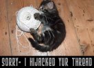 thread_hijack_sorry_cat.jpg