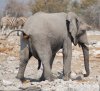 2015_Namibia_Elephant_Poo_smll.jpeg
