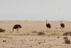 Namibia_ostrich_small.jpeg