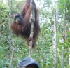 2016_Borneo_N_S_oran01_small.jpeg