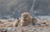 2015_Namibia_lions3_close_small.jpeg